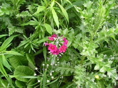 Primula pulverulenta