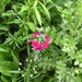 Primula pulverulenta - Photo (c) Paola Perez, algunos derechos reservados (CC BY-NC), subido por Paola Perez