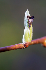 Rhamphomyia marginata