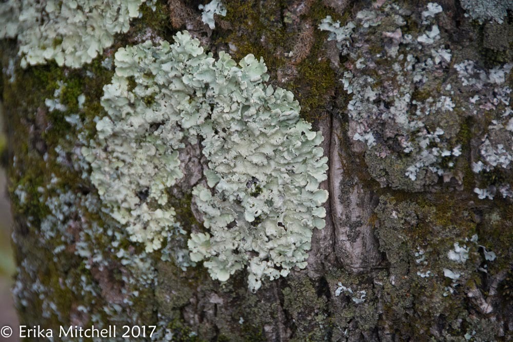 Flavoparmelia caperata image