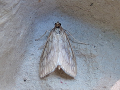 Sitochroa chortalis