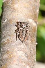 Jotus karllagerfeldi