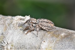 Jotus karllagerfeldi