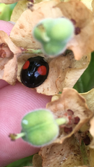 Harmonia axyridis