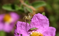 Oxyopes lineatus