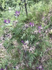 Astragalus suffruticosus