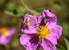 Oxyopes lineatus