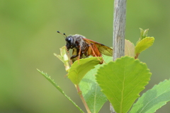 Trichiosoma triangulum
