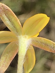 Hypoxis setosa