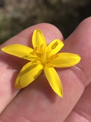 Hypoxis setosa