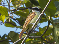 Pitangus sulphuratus
