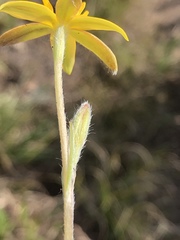 Hypoxis setosa