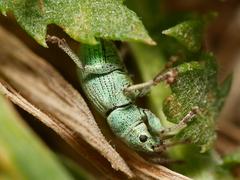 Phyllobius virideaeris