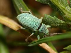 Phyllobius virideaeris