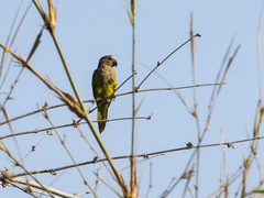 Eupsittula pertinax