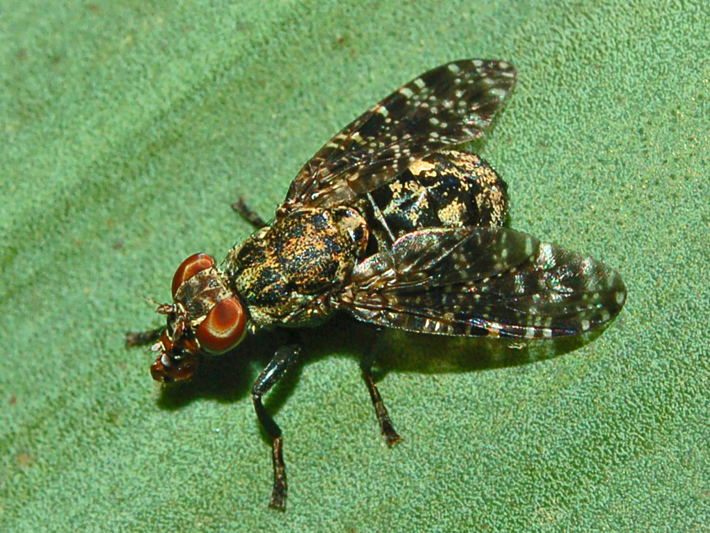 Platystoma