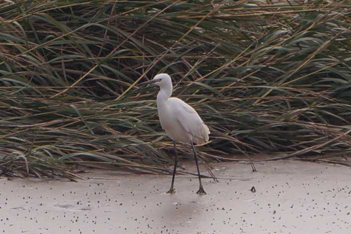Little Egret