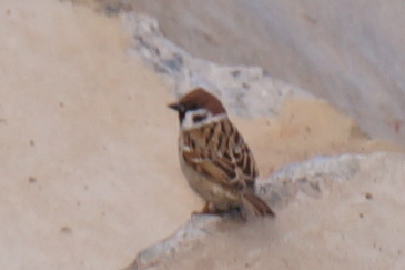 Eurasian Tree Sparrow