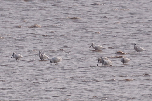 Platalea minor