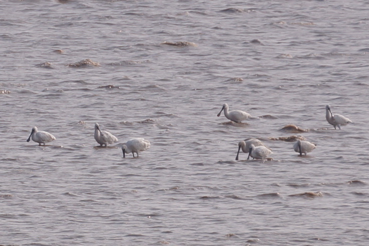 Black-faced Spoonbill