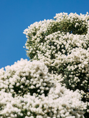 Melaleuca linariifolia