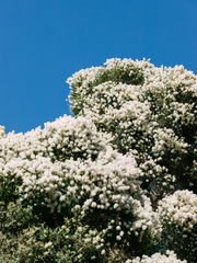 Melaleuca linariifolia