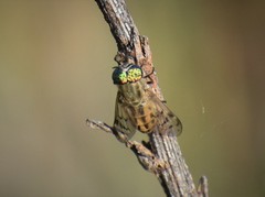 Silvius quadrivittatus
