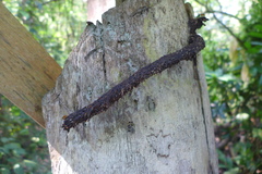 Tetragona ziegleri