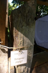 Tetragona ziegleri