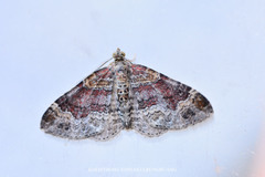 Xanthorhoe spadicearia