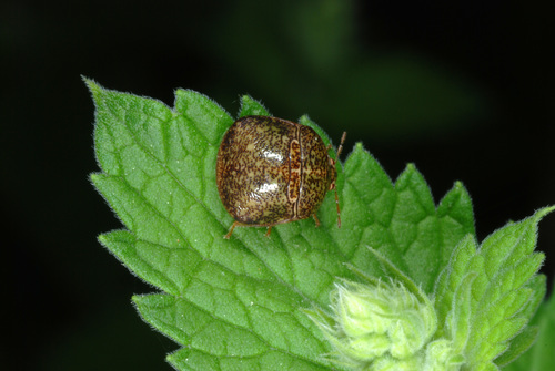 Kudzu Bug photo 5