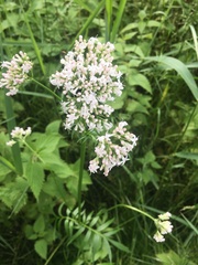 Valeriana officinalis