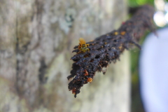 Tetragona ziegleri