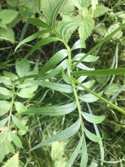 Valeriana officinalis