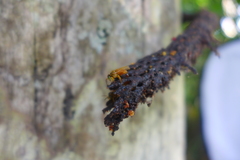 Tetragona ziegleri