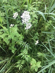 Valeriana officinalis