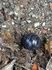 Armadillidium vulgare
