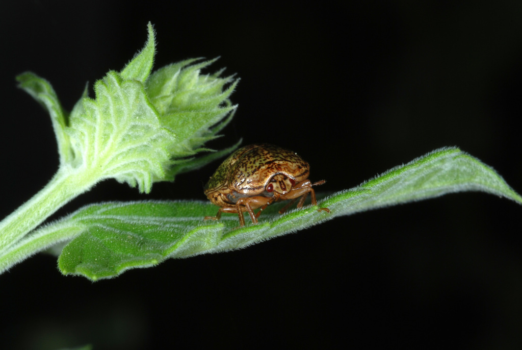 Bean Plataspid Bug