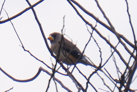 Eophona migratoria