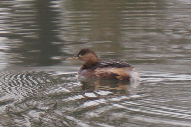 Little Grebe