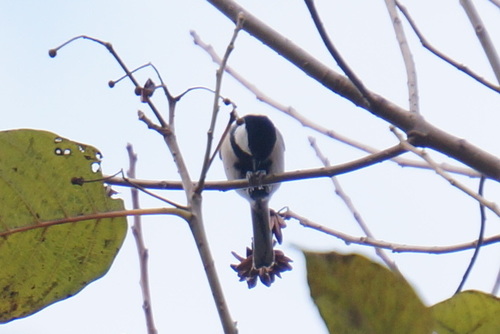 Parus cinereus