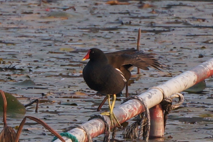 Common Moorhen
