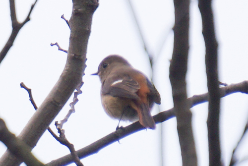 Phoenicurus auroreus