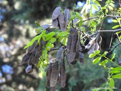 Robinia pseudoacacia