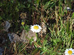 Anacyclus clavatus