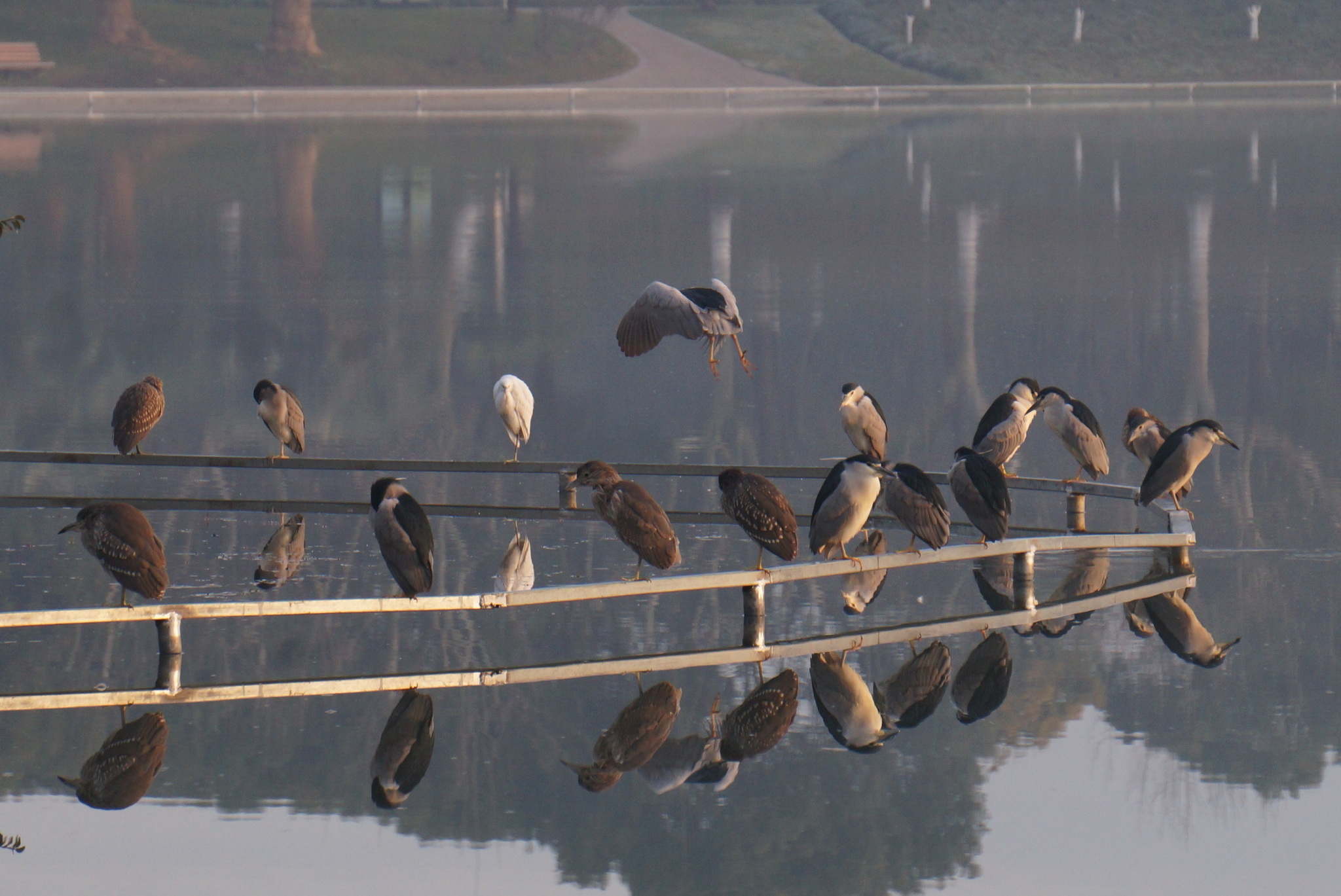 Black-crowned Night Heron