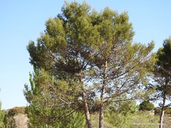 Pinus halepensis