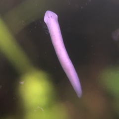 Planaria