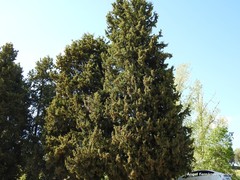 Cupressus sempervirens