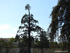 Sequoiadendron giganteum